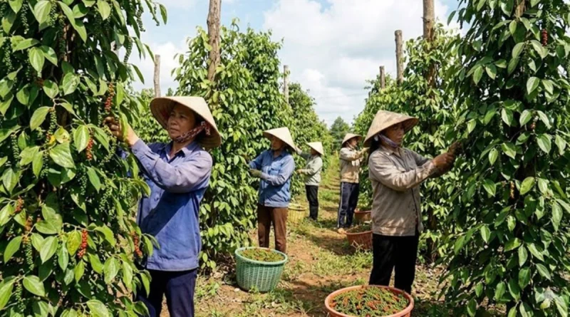 Nông dân Việt Nam đang thu hoạch tiêu tại vườn tiêu xanh tốt