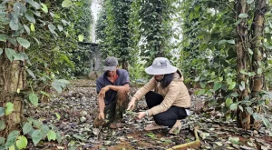 Người nông dân kiểm tra vườn tiêu để đánh giá tình hình sản xuất