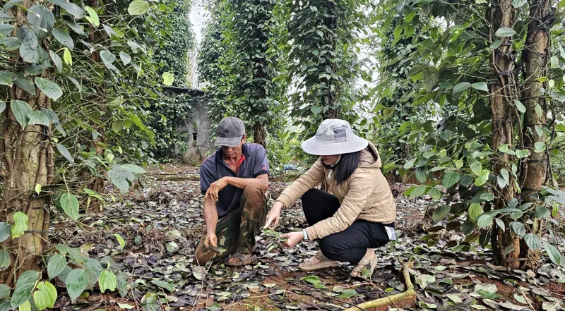 Người nông dân kiểm tra vườn tiêu để đánh giá tình hình sản xuất