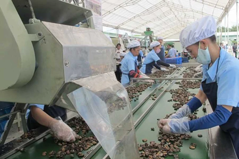 Công nhân đang phân loại hạt tiêu trên dây chuyền sản xuất tại nhà máy Việt Nam