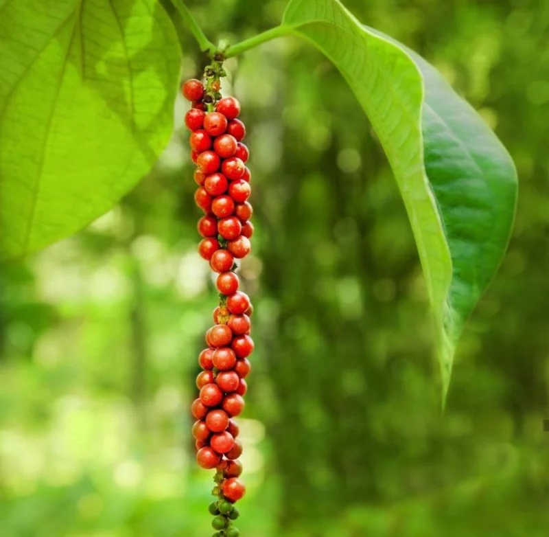 Chùm tiêu chín đỏ trên cành minh họa thời điểm thu hoạch lý tưởng