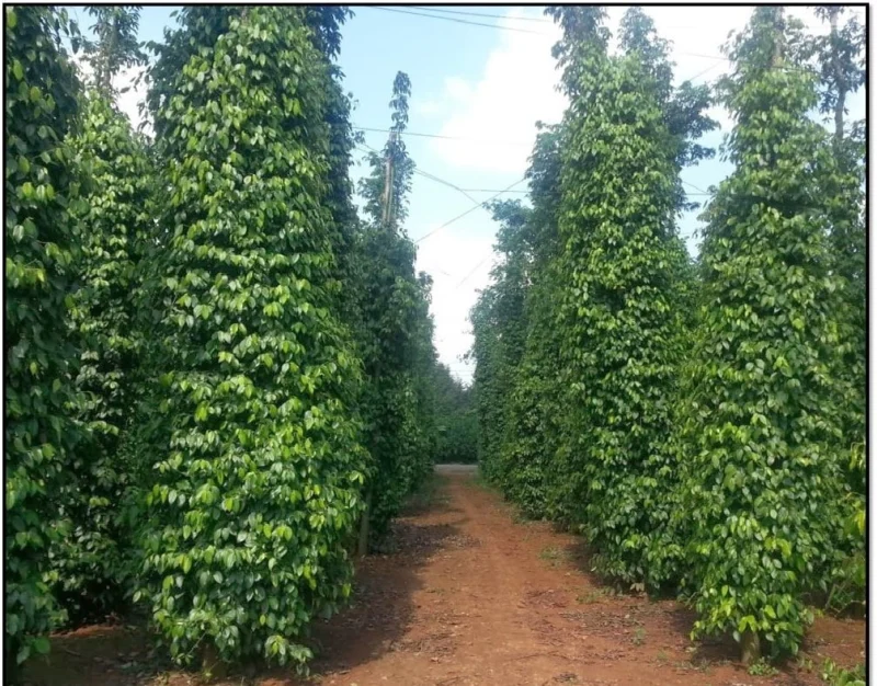 Vườn tiêu xanh tốt được chăm sóc kỹ lưỡng tại Việt Nam