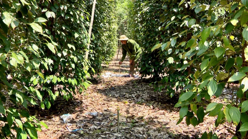 Nông dân chăm sóc vườn tiêu xanh tốt, ứng dụng giải pháp sinh học an toàn