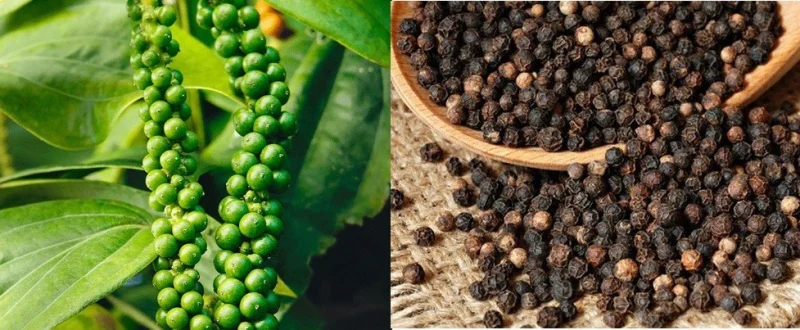Hình ảnh hạt tiêu đen nguyên chất và tiêu xanh trên cây
