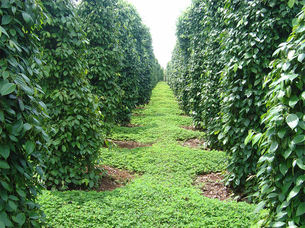 Trồng hồ tiêu hữu cơ