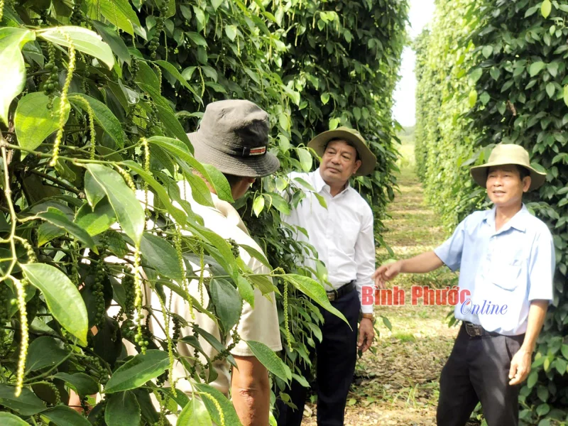 Người nông dân kiểm tra vườn tiêu tại Việt Nam để đảm bảo chất lượng xuất khẩu