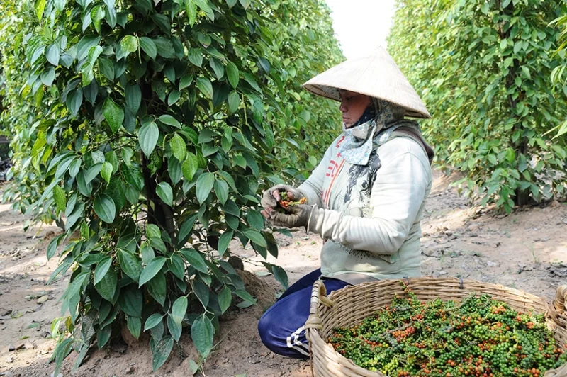 Nông dân Việt Nam thu hoạch hồ tiêu trong vườn tiêu xanh tươi