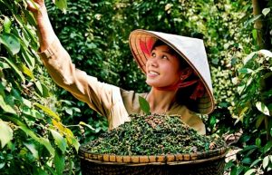 Xuất khẩu hồ tiêu