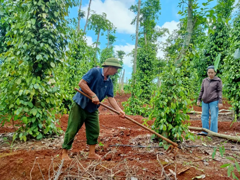 Nông dân đang chăm sóc vườn tiêu tại Việt Nam để chuẩn bị cho mùa xuất khẩu
